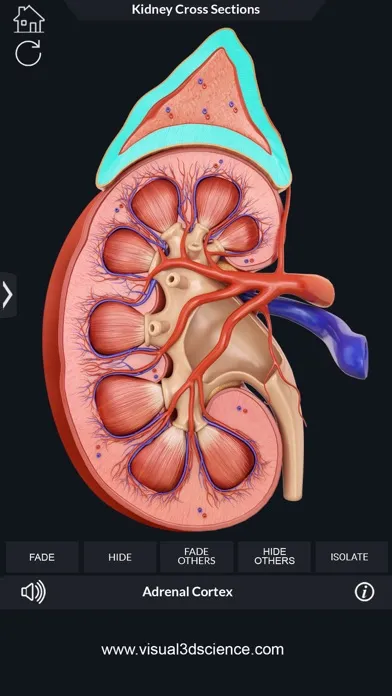 Tangkapan skrin My Kidney Anatomy